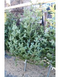 Balsam Fir 'Wild Victorian', Live Christmas Tree