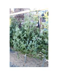 Balsam Fir 'Wild Victorian' Live Christmas Tree