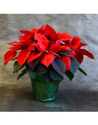 Red Poinsettia, Foil Cover