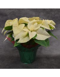 White Poinsettia, Foil Cover