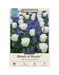 All Fall Bulbs, Blends of Beauty 'Tulip & Muscari'