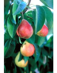 Pyrus, Ussurian Pear 'Summercrisp'