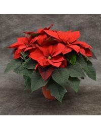 Red Poinsettia, Bare Pot