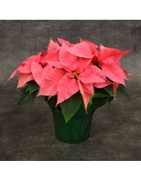 Pink Poinsettia, Foil Cover