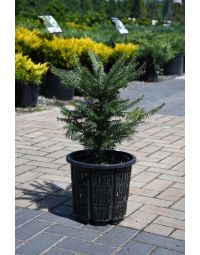 Abies, Balsam Fir
