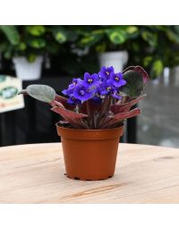 4" Pot