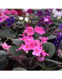Saintpaulia Ionantha, African Violet 'Gerten Grown'