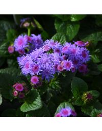 Ageratum, Flossflower Aguilera™ Sky Blue 