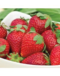 Fragaria, Everbearing Strawberry 'Albion'