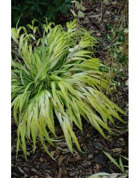 Hakonechloa, Japanese Forest Grass 'All Gold'