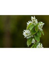 Amelanchier, Serviceberry Shrub 'First Editions® Standing Ovation™'