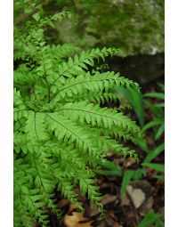 Adiantum, American Maidenhair Fern