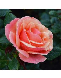 Rosa, Tea Rose 'Anna’s Promise®'