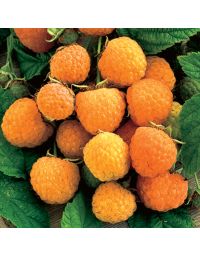 Rubus, Summer Raspberry 'Anne'