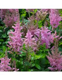 Astilbe, Chinese Astilbe 'Vision in Pink'