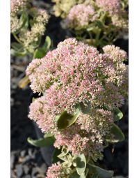 Sedum, Orpine Stonecrop 'Autumn Charm'