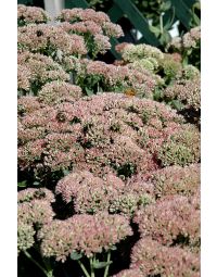 Sedum, Showy Stonecrop 'Autumn Fire'