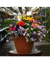 'Awesome Combo' Patio Planter