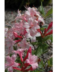 Rhododendron, Azalea 'Candy Lights™'