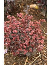 Sedum, Stonecrop, Rock 'N Grow® 'Back in Black'