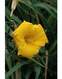 Hemerocallis, Yellow Daylily 'Bakabana'