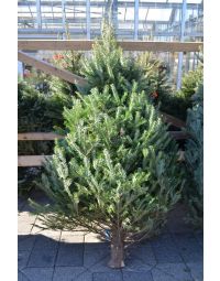Balsam Fir, Live Christmas Tree