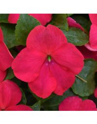 Impatiens, Beacon® 'Lipstick'