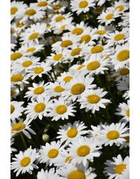 Leucanthemum, Shasta Daisy 'Becky'