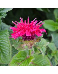 Monarda, Scarlet Beebalm 'Fireball'