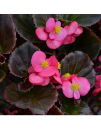 Begonia, Bronze Leaf 'Rose'