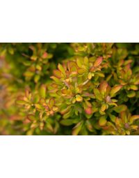 Berberis, Japanese Barberry 'First Editions® Limoncello™'