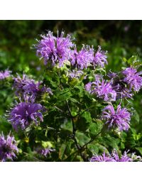 Monarda, Native Beebalm 'Minnesota Native'