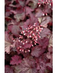 Heuchera, Red Leaf Coral Bells 'Berry Smoothie'
