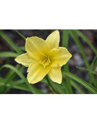 Hemerocallis, Yellow Daylily 'Big Time Happy'