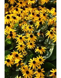 Rudbeckia, Orange Coneflower