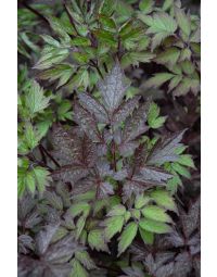 Cimicifuga, Snakeroot 'Black Negligee'