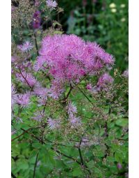 Thalictrum, Meadow Rue 'Black Stockings'