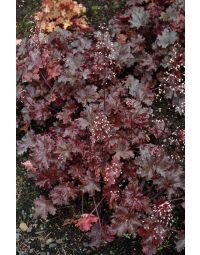 Heuchera, Black Leaf Coral Bells 'Black Taffeta'