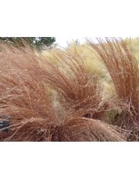 Schizachyrium, Little Bluestem 'Blaze'