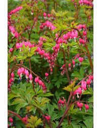 Dicentra, Old Fashioned Bleeding Heart