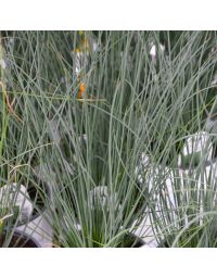 Grass, Juncus 'Blue Arrow'