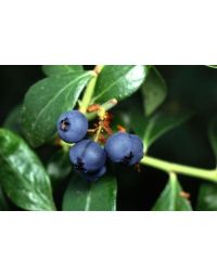 Vaccinium, Half-High Blueberry 'Superior'