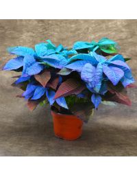 Blue Holiday Painted Poinsettia in Bare Pot