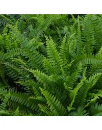 Nephrolepis Exaltata 'Boston Fern'