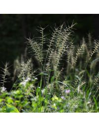 Hystrix, Bottlebrush Grass 'Minnesota Native'