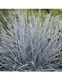 Festuca, Blue Fescue 'Boulder Blue'