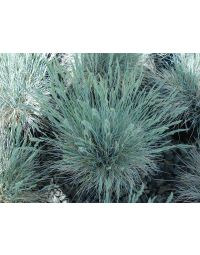 Festuca, Blue Fescue 'Boulder Blue'