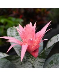 Bromeliad Aechmea 'Urn Plant'