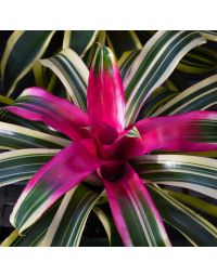Bromeliad Neoregelias