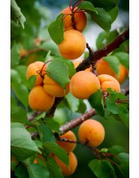 Prunus, Apricot 'Brookcot'